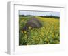 Hay Bale in Sunflowers Field, Bluegrass Region, Kentucky, USA-Adam Jones-Framed Photographic Print