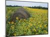 Hay Bale in Sunflowers Field, Bluegrass Region, Kentucky, USA-Adam Jones-Mounted Photographic Print