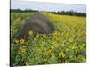 Hay Bale in Sunflowers Field, Bluegrass Region, Kentucky, USA-Adam Jones-Stretched Canvas