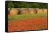 Hay bales and red Texas paintbrush flowers, Texas hill country near Marble Falls, Llano, Texas-Adam Jones-Framed Stretched Canvas