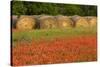 Hay bales and red Texas paintbrush flowers, Texas hill country near Marble Falls, Llano, Texas-Adam Jones-Stretched Canvas