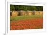 Hay bales and red Texas paintbrush flowers, Texas hill country near Marble Falls, Llano, Texas-Adam Jones-Framed Photographic Print