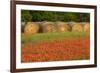 Hay bales and red Texas paintbrush flowers, Texas hill country near Marble Falls, Llano, Texas-Adam Jones-Framed Photographic Print