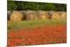 Hay bales and red Texas paintbrush flowers, Texas hill country near Marble Falls, Llano, Texas-Adam Jones-Mounted Photographic Print