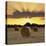 Hay Bales at Sunset, East Sussex, England, United Kingdom, Europe-Stuart Black-Stretched Canvas