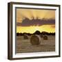 Hay Bales at Sunset, East Sussex, England, United Kingdom, Europe-Stuart Black-Framed Photographic Print