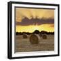 Hay Bales at Sunset, East Sussex, England, United Kingdom, Europe-Stuart Black-Framed Photographic Print