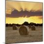 Hay Bales at Sunset, East Sussex, England, United Kingdom, Europe-Stuart Black-Mounted Photographic Print