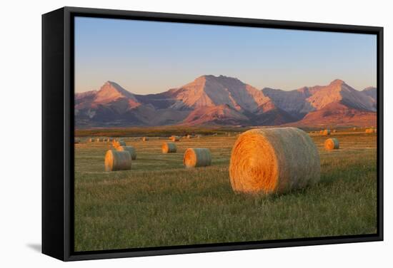 Hay Bales in a Field with the Rocky Mountains in the Background, Near Twin Butte, Alberta, Canada-Miles Ertman-Framed Stretched Canvas