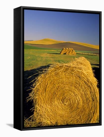 Hay Bales in Field, Palouse, Washington, USA-Terry Eggers-Framed Stretched Canvas