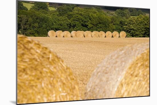 Hay Bales in the Cotswolds, Longborough, Gloucestershire, England, United Kingdom, Europe-Matthew Williams-Ellis-Mounted Photographic Print