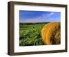 Hay Bales near Bottineau, North Dakota, USA-Chuck Haney-Framed Photographic Print