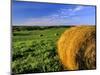 Hay Bales near Bottineau, North Dakota, USA-Chuck Haney-Mounted Photographic Print