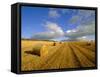 Hay Bales Near Contin, Highlands Region, Scotland, UK, Europe-Neale Clarke-Framed Stretched Canvas