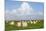 Hay Bales on a Meadow, Eiderstedt Peninsula, Schleswig Holstein, Germany, Europe-Markus Lange-Mounted Photographic Print