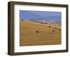 Hay Bales, Val d'Orcia, Siena Province, Tuscany, Italy, Europe-Sergio Pitamitz-Framed Photographic Print