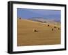 Hay Bales, Val d'Orcia, Siena Province, Tuscany, Italy, Europe-Sergio Pitamitz-Framed Photographic Print