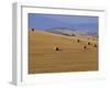 Hay Bales, Val d'Orcia, Siena Province, Tuscany, Italy, Europe-Sergio Pitamitz-Framed Photographic Print