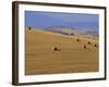 Hay Bales, Val d'Orcia, Siena Province, Tuscany, Italy, Europe-Sergio Pitamitz-Framed Photographic Print