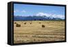 Hay Field in the Landscape, Patagonia, Argentina-Peter Groenendijk-Framed Stretched Canvas