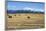 Hay Field in the Landscape, Patagonia, Argentina-Peter Groenendijk-Framed Photographic Print