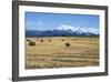 Hay Field in the Landscape, Patagonia, Argentina-Peter Groenendijk-Framed Photographic Print