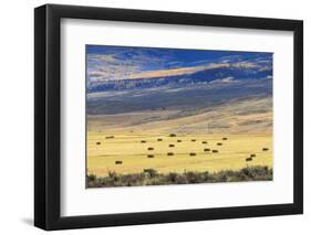 Hay Fields Outside of Steamboat Springs, Colorado-Maresa Pryor-Framed Photographic Print