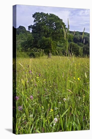 Hay Meadow Flowering on Set-Aside Field in Rural Landscape-null-Stretched Canvas