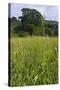 Hay Meadow Flowering on Set-Aside Field in Rural Landscape-null-Stretched Canvas