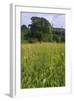 Hay Meadow Flowering on Set-Aside Field in Rural Landscape-null-Framed Photographic Print