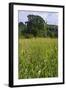 Hay Meadow Flowering on Set-Aside Field in Rural Landscape-null-Framed Photographic Print