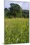 Hay Meadow Flowering on Set-Aside Field in Rural Landscape-null-Mounted Photographic Print