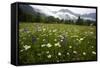 Hay Meadow In Slovenia-Bob Gibbons-Framed Stretched Canvas