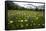 Hay Meadow In Slovenia-Bob Gibbons-Framed Stretched Canvas