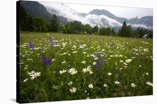Hay Meadow In Slovenia-Bob Gibbons-Stretched Canvas