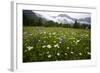 Hay Meadow In Slovenia-Bob Gibbons-Framed Premium Photographic Print