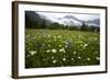 Hay Meadow In Slovenia-Bob Gibbons-Framed Premium Photographic Print