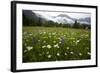 Hay Meadow In Slovenia-Bob Gibbons-Framed Premium Photographic Print