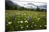 Hay Meadow In Slovenia-Bob Gibbons-Mounted Premium Photographic Print