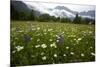 Hay Meadow In Slovenia-Bob Gibbons-Mounted Photographic Print