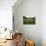 Hay Meadow In Slovenia-Bob Gibbons-Photographic Print displayed on a wall