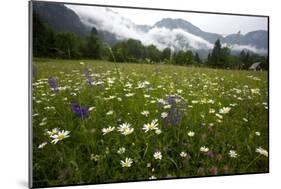 Hay Meadow In Slovenia-Bob Gibbons-Mounted Photographic Print