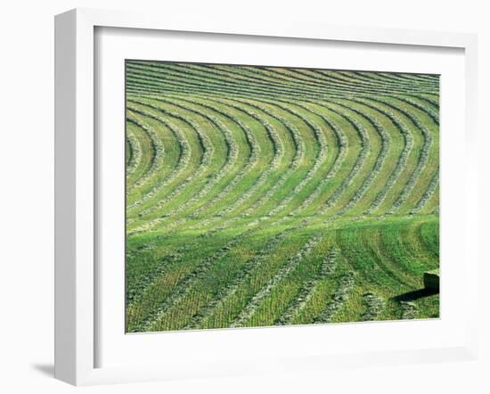 Hay Patterns near Bozeman, Montana, USA-Chuck Haney-Framed Premium Photographic Print