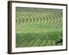 Hay Patterns near Bozeman, Montana, USA-Chuck Haney-Framed Photographic Print