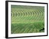 Hay Patterns near Bozeman, Montana, USA-Chuck Haney-Framed Photographic Print