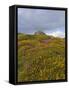 Hay Tor Rocks and Wild Flowers, Dartmoor, Devon, England, United Kingdom-David Hughes-Framed Stretched Canvas