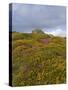 Hay Tor Rocks and Wild Flowers, Dartmoor, Devon, England, United Kingdom-David Hughes-Stretched Canvas