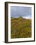 Hay Tor Rocks and Wild Flowers, Dartmoor, Devon, England, United Kingdom-David Hughes-Framed Photographic Print