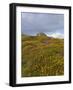 Hay Tor Rocks and Wild Flowers, Dartmoor, Devon, England, United Kingdom-David Hughes-Framed Photographic Print