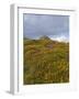 Hay Tor Rocks and Wild Flowers, Dartmoor, Devon, England, United Kingdom-David Hughes-Framed Photographic Print